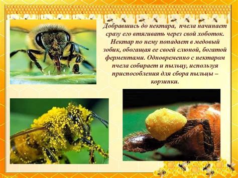 медоносные пчелы и биоиндикаторы